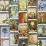 The Wisdom Of Trees Oracle