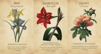 Botanical Inspirations Deck & Book Set