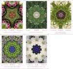 Atipaya愛緹帕亞全頻能量花晶療癒卡（精裝磁扣書盒＋61牌卡＋專書＋專用布套）