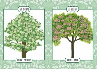 心靈樹卡：療癒．靜心．占卜【新版】（41張樹卡＋牌卡使用解說書）