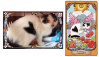 Save Cats Tarots Limited Edition