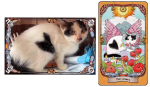 Save Cats Tarots Pocket Size
