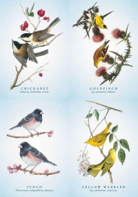 The Spiritual Meaning Of Birds Oracle Deck: Discover The Wisdom & Insight Of These Divine Winged Messengers